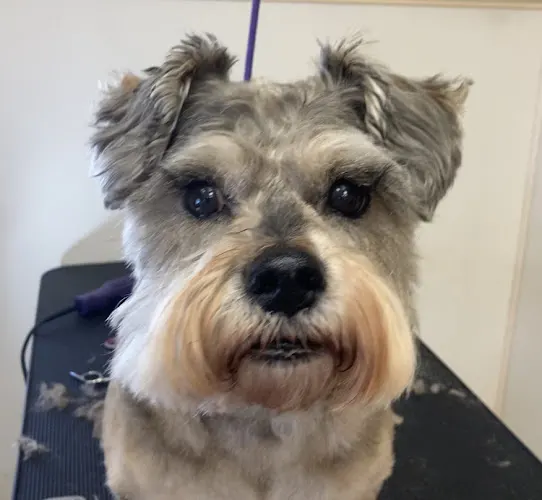 Angel's dog salon - Image 1