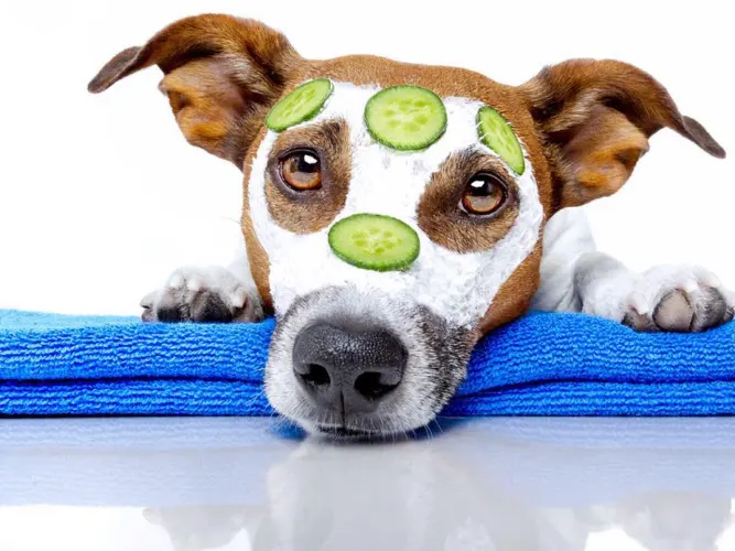 Dawn's Mobile Doggie Spa - Image 1