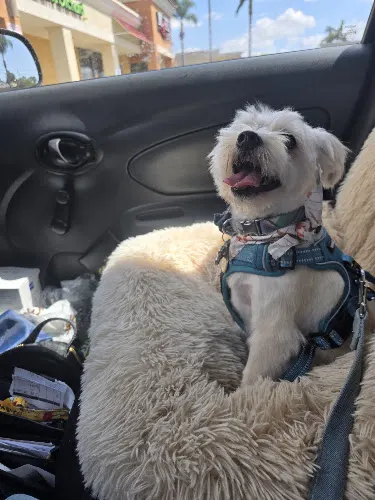 Bow Wow Groomers in Cypress, CA