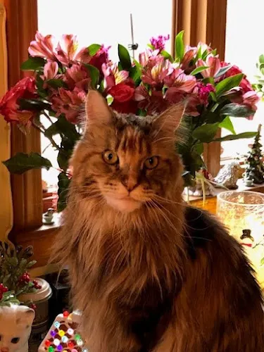 Paws & Claws Grooming Salon inc in Hubbardston, MA