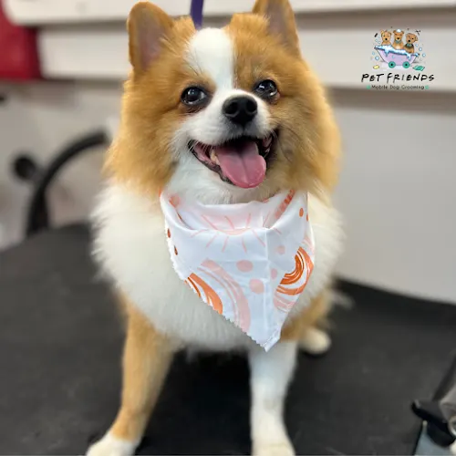 Pet Friends Mobile Dog Grooming - Image 1