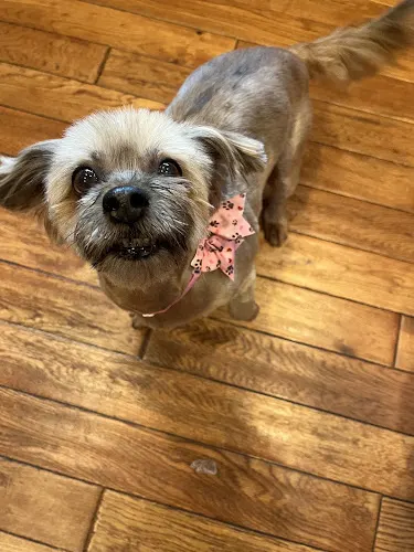Shear Magic Mobile Pet Spa LLC - Image 1
