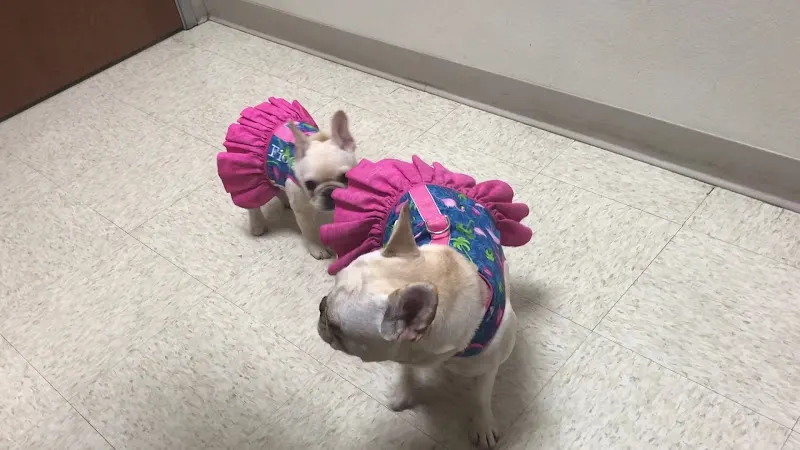 VCA Katy Trail Animal Hospital in Dallas, TX