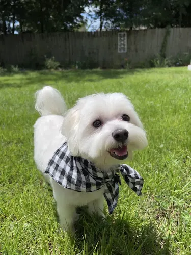 Toto’s Grooming - Image 1