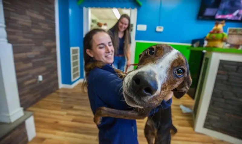 Hounds Town - South Jersey Shore - Image 1