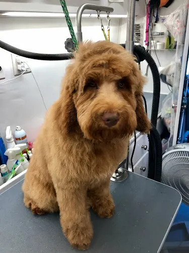 A Silky Smooth Mobile Grooming - Image 1
