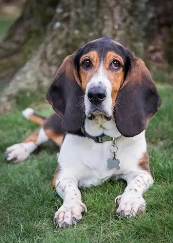 K9 to 5 Pet Care Services - Image 1