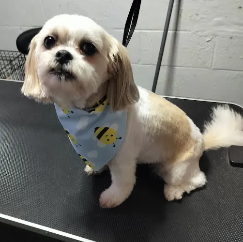 Puppy Dog Lane Grooming - Image 1