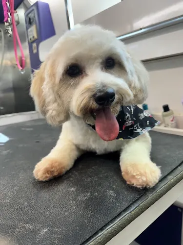 Lili's Mobile Pet Grooming - Image 1
