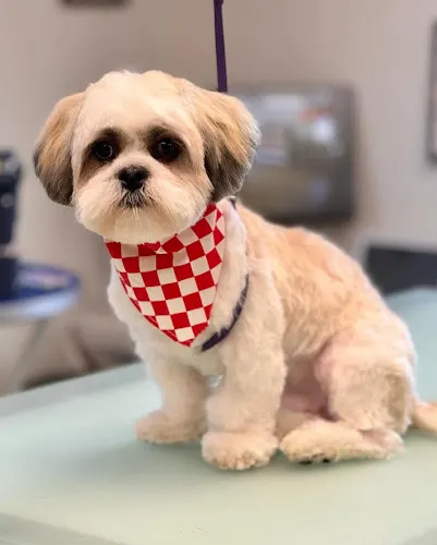 Wanna Biscuit? Dog Treat Bakery & Grooming Salon - Image 1