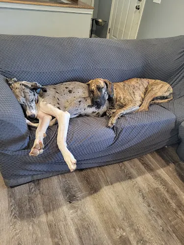 Club Canine Inc in Fenton, MI