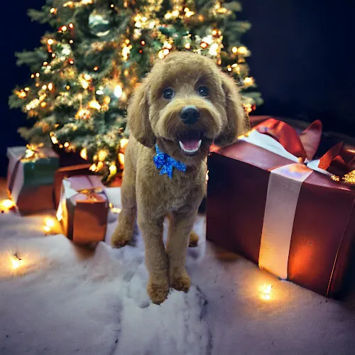 Shear Magic Mobile Grooming - Image 1