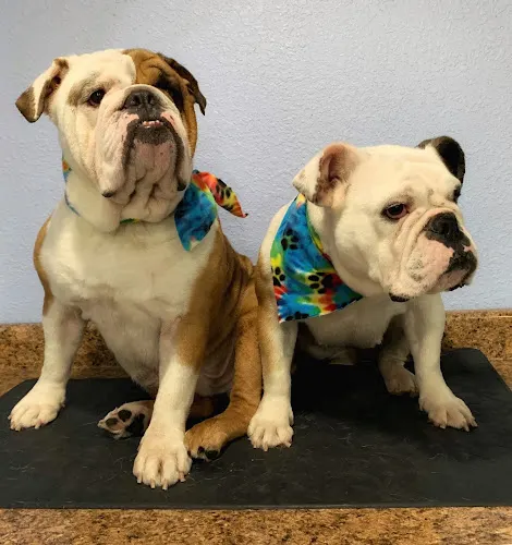 Sutton Dog Spa - Image 1