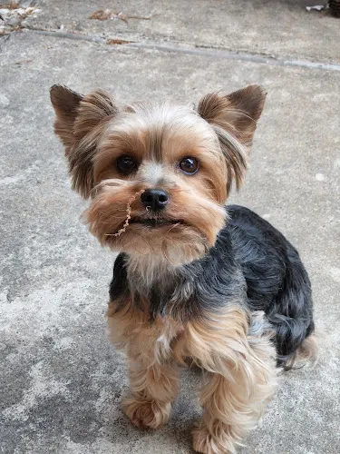 Ginny's Pet Grooming & Board - Image 1