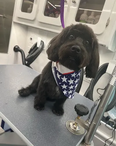 Sparkle 'N Shine Mobile Grooming - Image 1