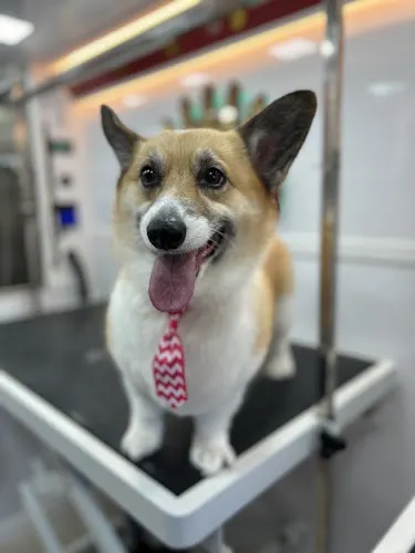 Pup Up N Away Dog Grooming in Loxahatchee, FL