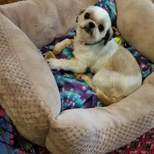 Pawportunities Animal Welfare Service - Image 1