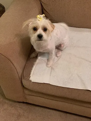 Chuys Grooming in Houston, TX