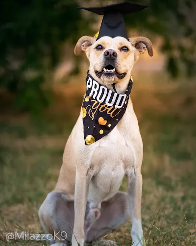 Sit Show Dog Training & Resort in Brandon, FL