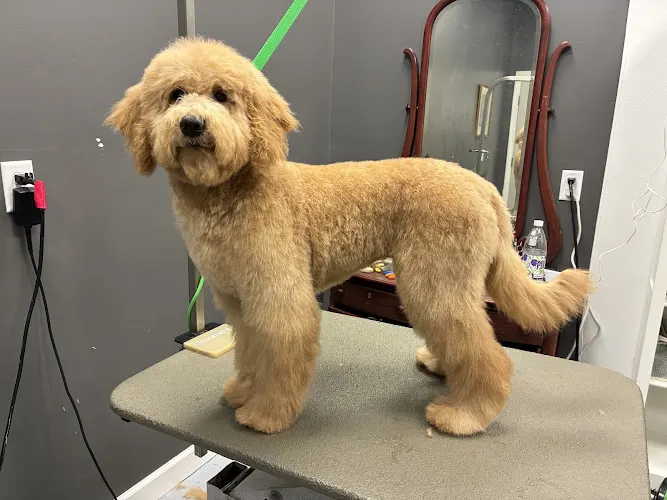 BarkberShop Pet Parlour LLC - Image 1