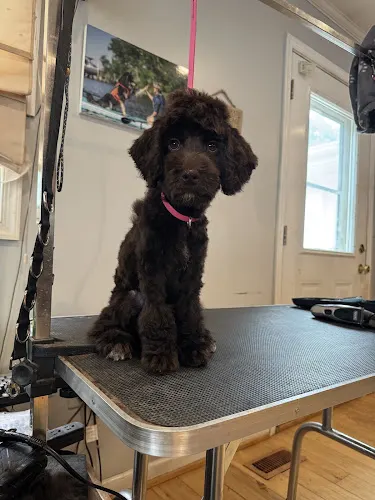 Big Summer Blowout Dog grooming in Mt Airy, MD