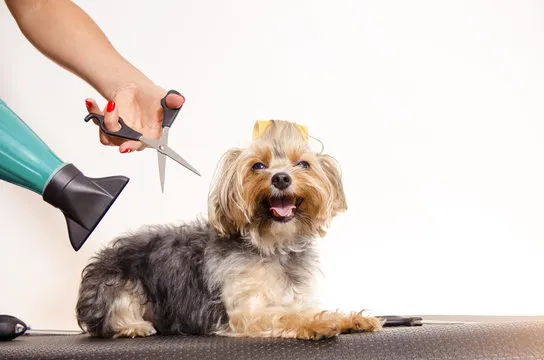 Paw Spa Mobile Grooming, LLC - Image 1