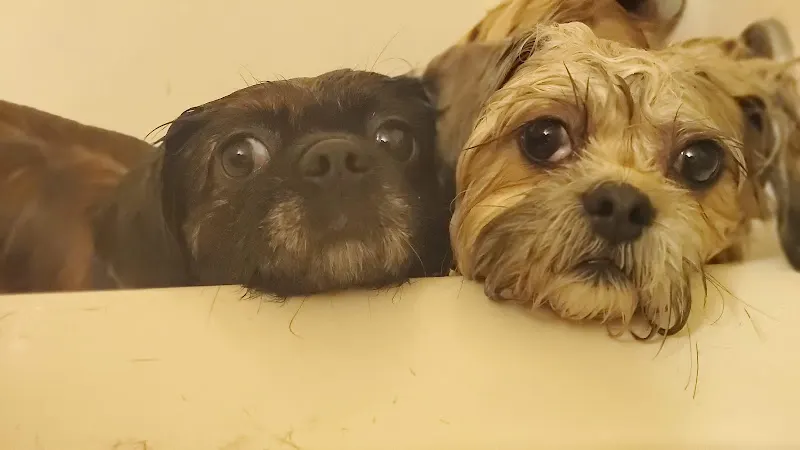Puppy Wonders - Image 1
