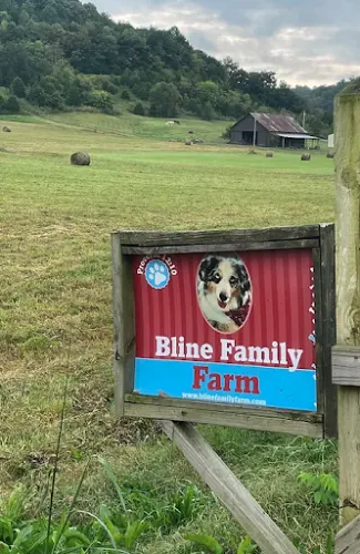 Bline's Awesome Aussies & Mini Aussies at the Bline Family Farm - Image 1