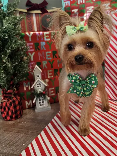 Twinkle Paws Pet Spa LLC - Image 1