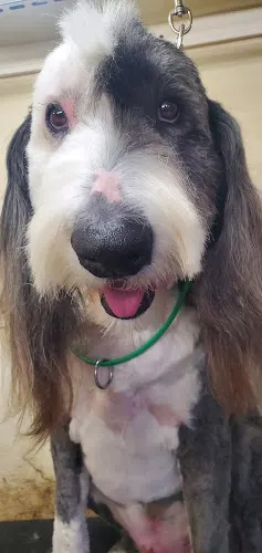 Michael Joe's Alpha Dog Mobile Grooming LLC (FluffDaddy) - Image 1