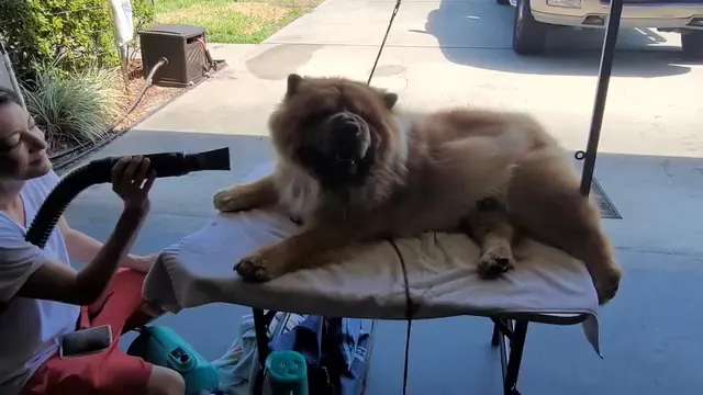 Sudsy Buttz House Call Grooming - Image 1