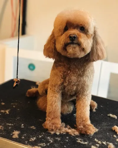 Andres the groomer. - Image 1