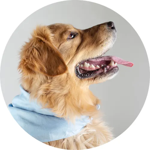The Lucky Dog Mobile Grooming - Image 1