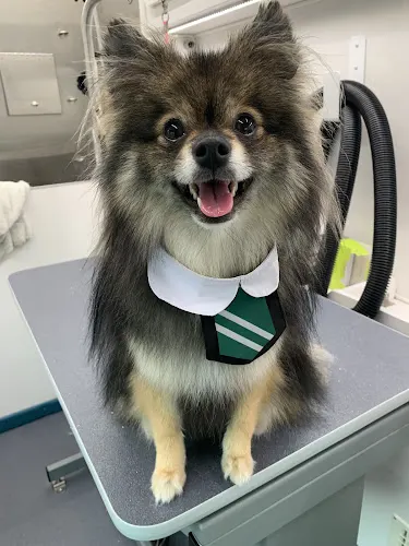 Melissa the Groomer Mobile Pet Salon - Image 1