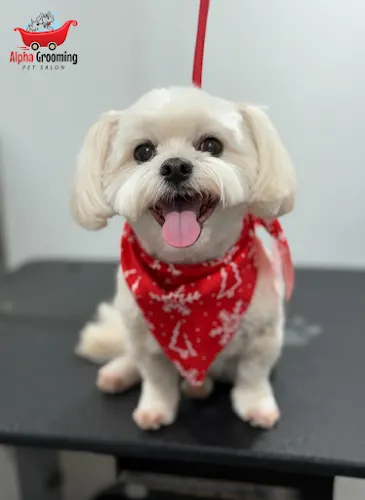Alpha Grooming Pet Salon in Cameron Park, CA