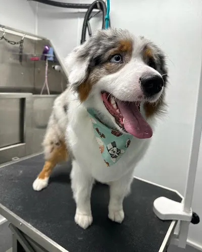Bears Paw Mobile Grooming in Clayton, OH