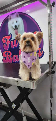 Furry Babies Mobile Grooming - Image 1
