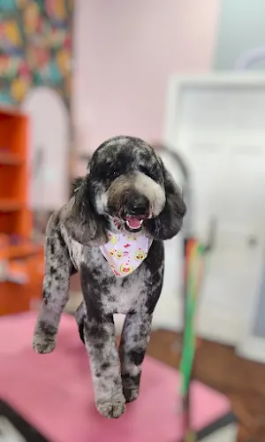 Dog So Chic in Richmond, KY
