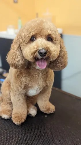 Amanda's Dreamy Dogs Mobile Grooming - Image 1