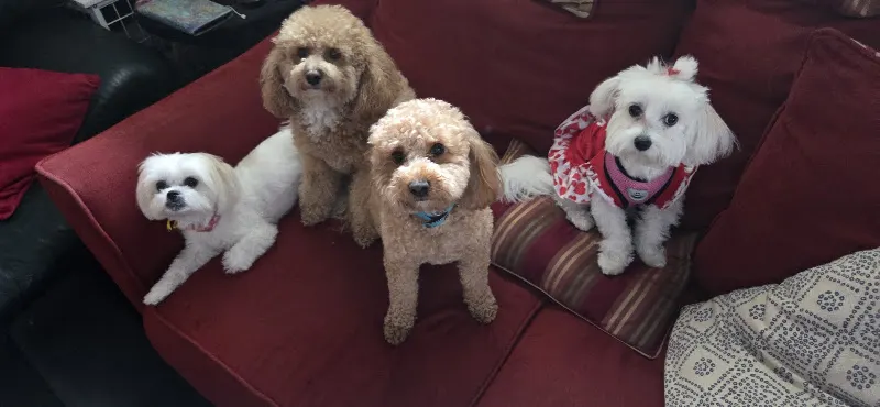 Your Puppy, My Pad - Image 1