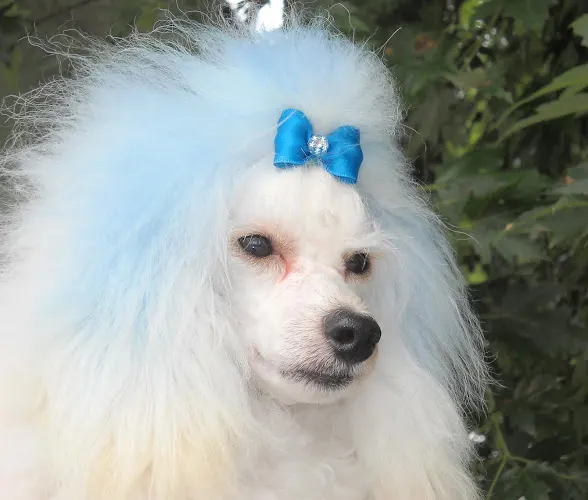 Poochini's Mobile Pet Salon - Image 1