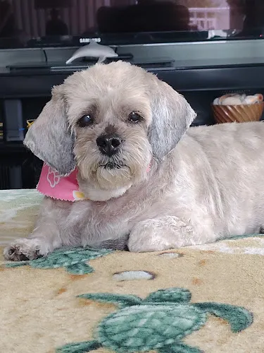 Ultimate Pet Care Salon in Seminole, FL