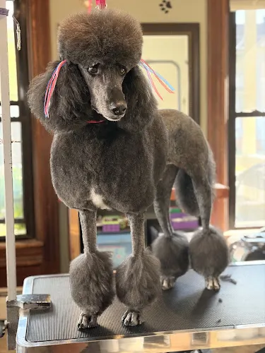 Black Dog Pet Grooming - Image 1