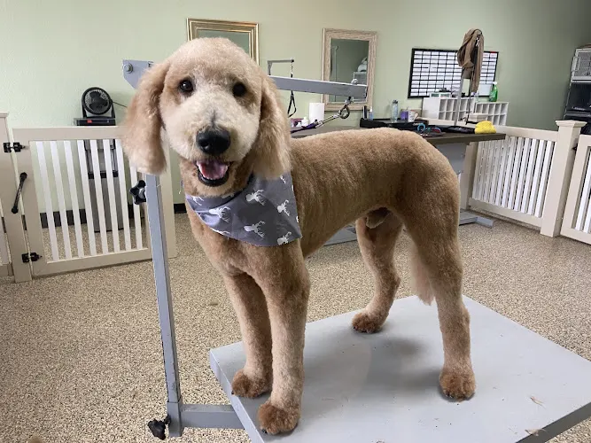 Vanity Dog grooming - Image 1