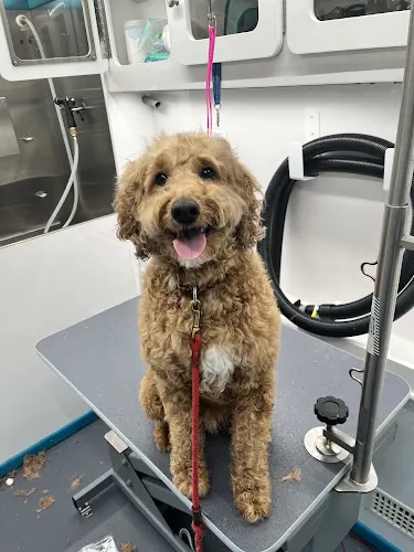 Wag And Wash Mobile Grooming - Image 1