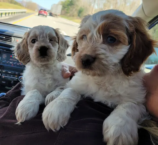 Wigglebutts Spa - Kodak in Kodak, TN