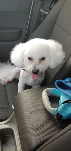 Pampered Pooches Grooming in Orange Park, FL