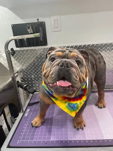 Mobile Pet Grooming Opa Locka - Image 1