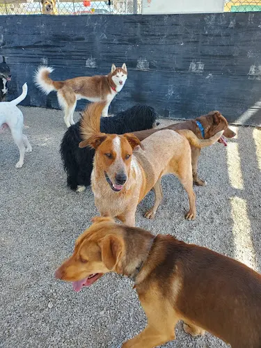 Mis Amigos Pet Care Center - Image 1