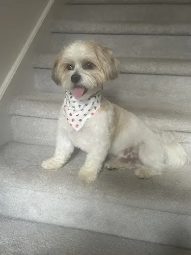 Perfect Paws Mobile Grooming - Image 1